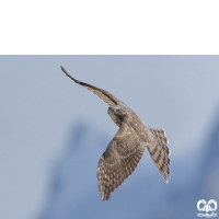 گونه قرقی Eurasian Sparrowhawk